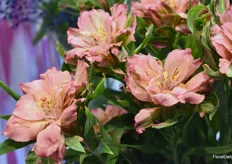 HilverdaFlorist's Fashion Pink was highlighted at the IFTF. It is the first filled mono flower Alstroemeria in the market.